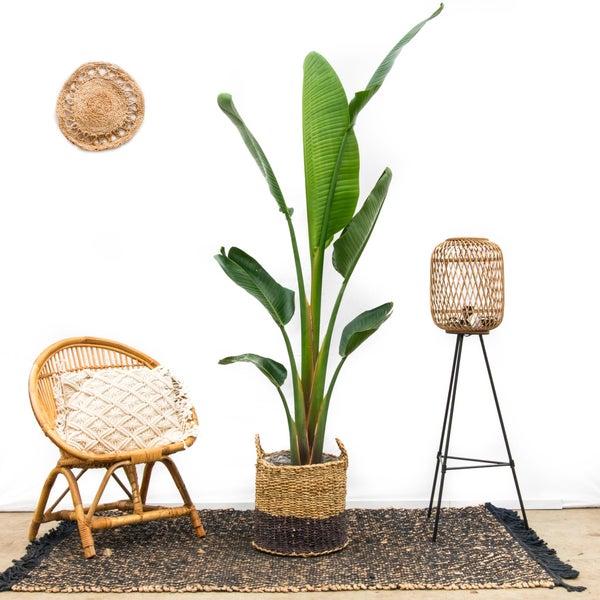 Baum-Strelitzie Augusta– 220 cm – ⌀30