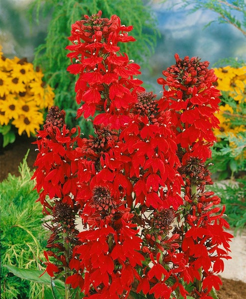 Aufrechte Lobelie mit roten Blüten im Garten