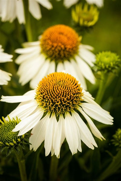 Echinacea purpurea 'White Swan', weiß, ca. 9x9 cm Topf