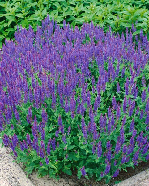 Blühende Salbeipflanze im Gartenbeet