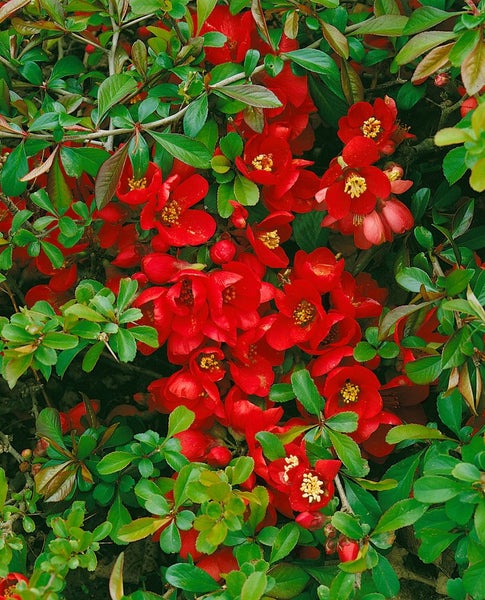 Chaenomeles 'Crimson and Gold', Zierquitte, rot-gelb, 40–60 cm