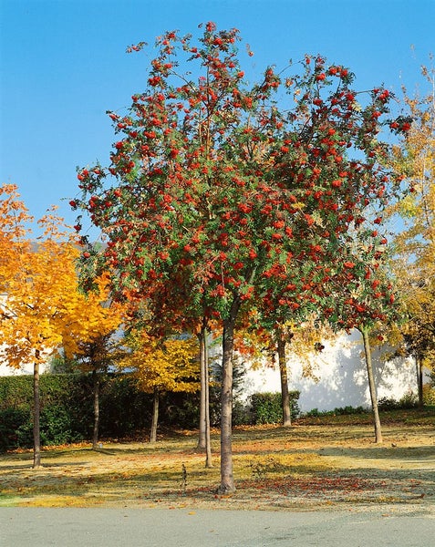 Europäische Eberesche mit roten Beeren in einer Parkanlage