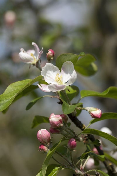 Malus 'Gloster 69', Apfelbaum, 40 cm Stammhöhe