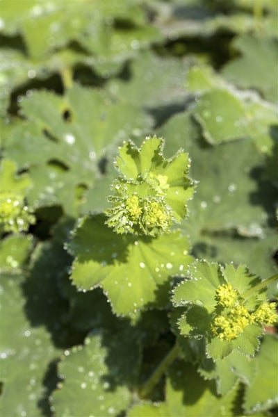 Alchemilla mollis 'Thriller', Frauenmantel, ca. 9x9 cm Topf