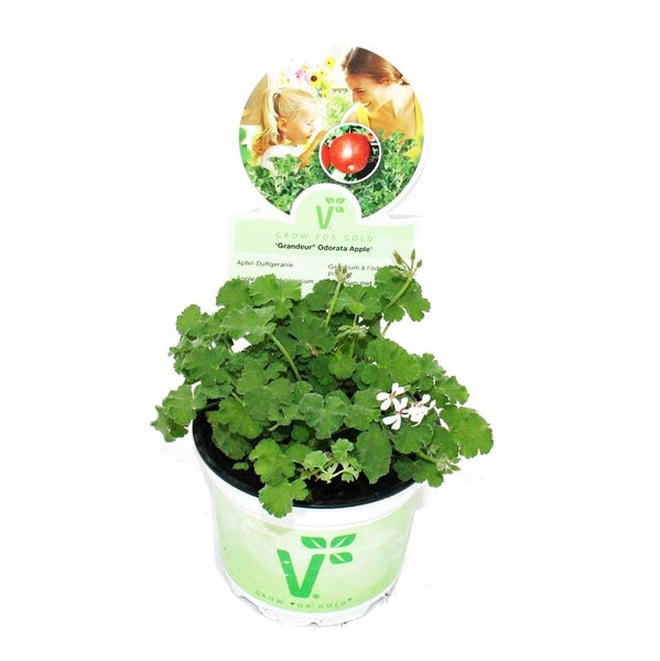 Duftgeranie Apfel - Pelargonia odorata  Hybr.