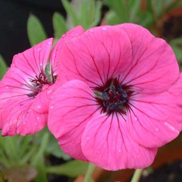 Nahaufnahme einer Geranienblüte