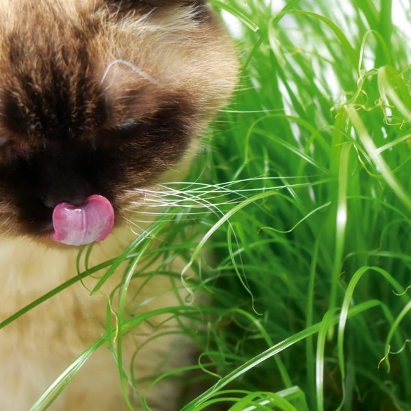 Siamkatze leckt sich die Nase neben frischem, grünem Katzengras.