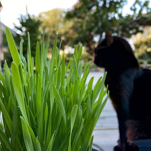 Katzengras Weizengras Soft (Triticum aestivum) – 3er-Set - Biologische Zimmerpflanze mit ø 9 cm Topf | Pflegeleichte Futterpflanze für Katzen (10–15 cm)