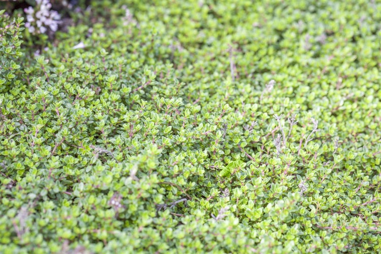Thymianpflanze im Detail