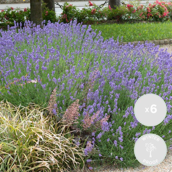 6x Lavandula angustifolia 'Hidcote' - Lavendel - Strauch - Winterherz – ⌀9 cm - ↕10-15 cm