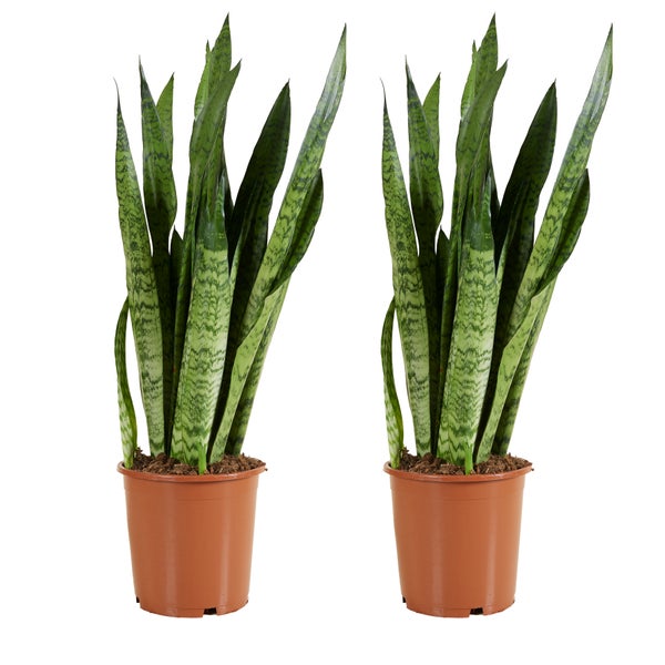 Bloomique - 2er Set - Sansevieria Zeylanica - Bogenhanf - Sukkulenten - Zimmerpflanzen - Sehr Pflegeleicht - Höhe 80-100 cm - Topf 21 cm