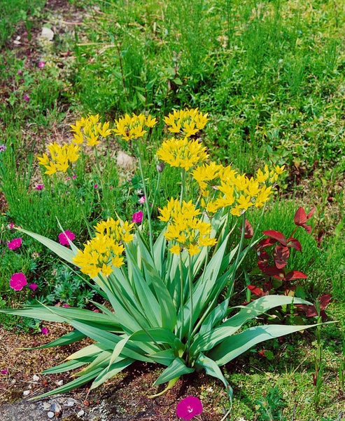 Allium moly, Goldlauch, leuchtend gelb, ca. 9x9 cm Topf