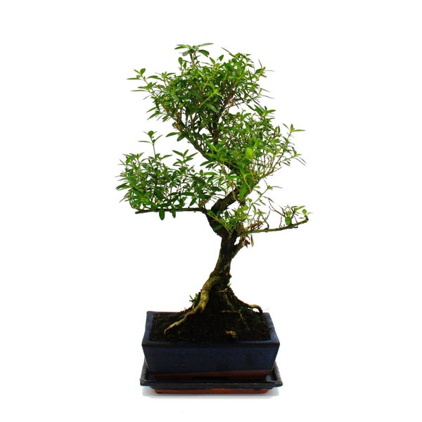 Bonsai - Serissa - Junischnee - Baum der 1000 Sterne - ca. 6 Jahre