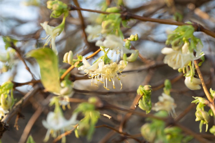Lonicera purpusii, Wintergeißblatt, cremeweiße Blüten, 40–60 cm