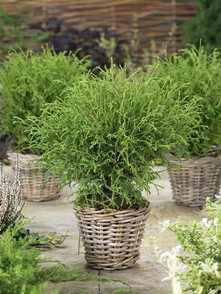 Thuja occidentalis 'Mr.Bowling Ball', kugelförmig, 15–20 cm