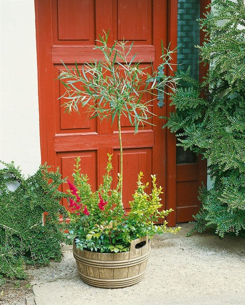 Salix rosmarinifolia, Rosmarin-Weide, 60–100 cm