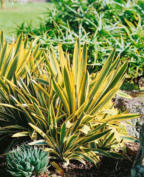 Neuseeländischer Flachs im Gartenbeet