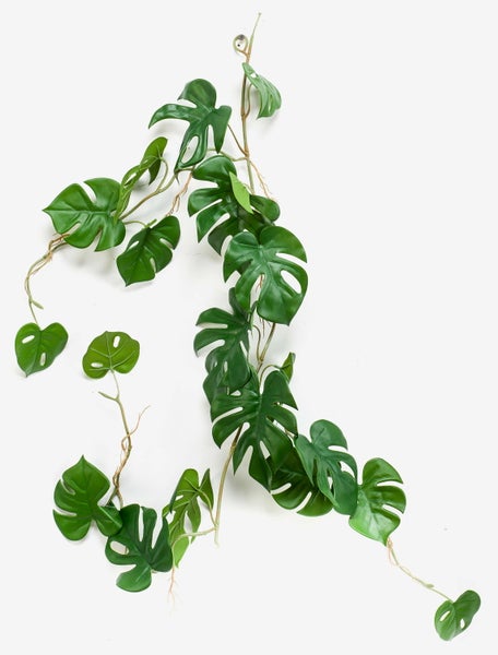 Detailaufnahme der ovalen Blätter einer Zimmerpflanze mit einer markanten hellgrünen Musterung.