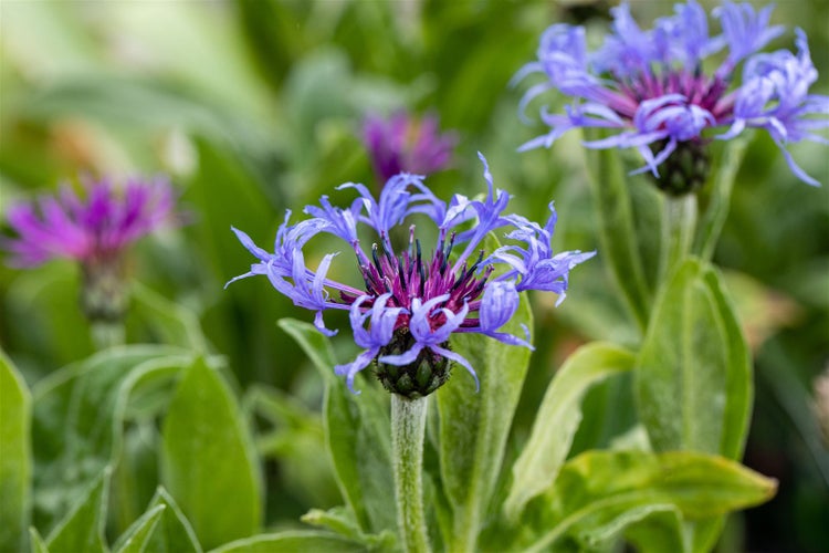 Centaurea montana, Berg-Flockenblume, blau, ca. 9x9 cm Topf