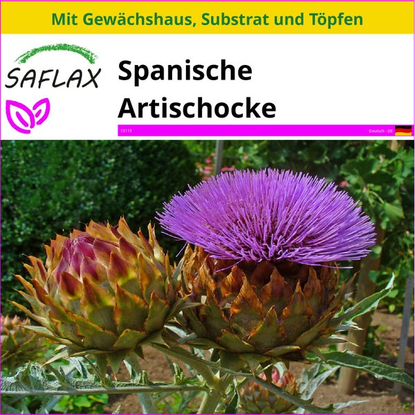 SAFLAX Anzucht Set - Spanische Artischocke - Cynara cardunculus - 50 Samen - Mit Mini-Gewächshaus, Anzuchtsubstrat und 2 Töpfen