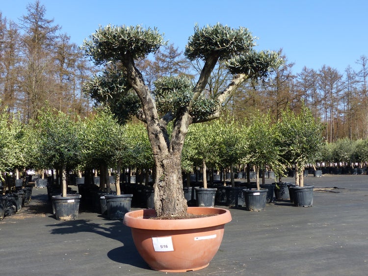ficus moclame bonsai Ficus Bonsai: From Mass Market to Masterpiece! – Bonsaify