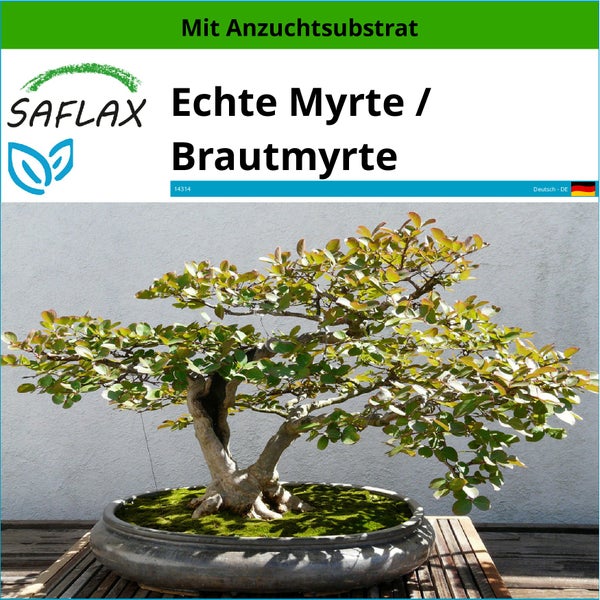 SAFLAX  - Echte Myrte / Brautmyrte - Myrtus communis - 30 Samen - Mit keimfreiem Anzuchtsubstrat