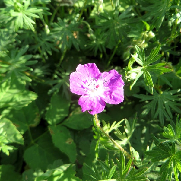 Nahaufnahme einer einzelnen lila Storchschnabelblüte im Garten