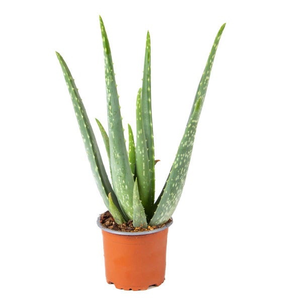 Aloe Vera – Sukkulente – Zimmerpflanze – Pflegeleicht – ⌀10,5 cm – ↕30-35 cm