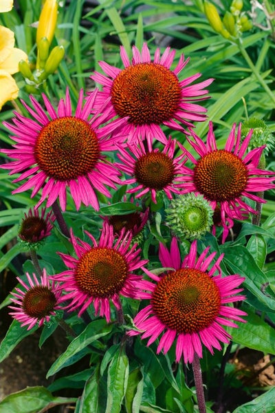 Gruppe von Purpur-Sonnenhutblüten im Garten