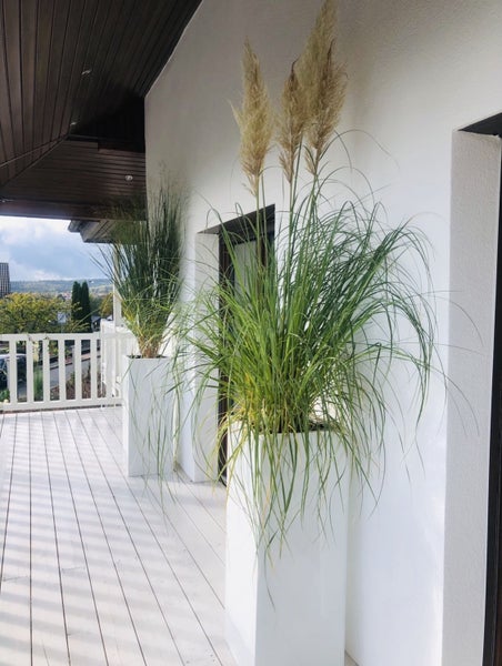 Moderne Terrasse mit zwei hohen weißen Pflanzkübeln, bepflanzt mit hohem Ziergras auf einem weißen Holzdeck.