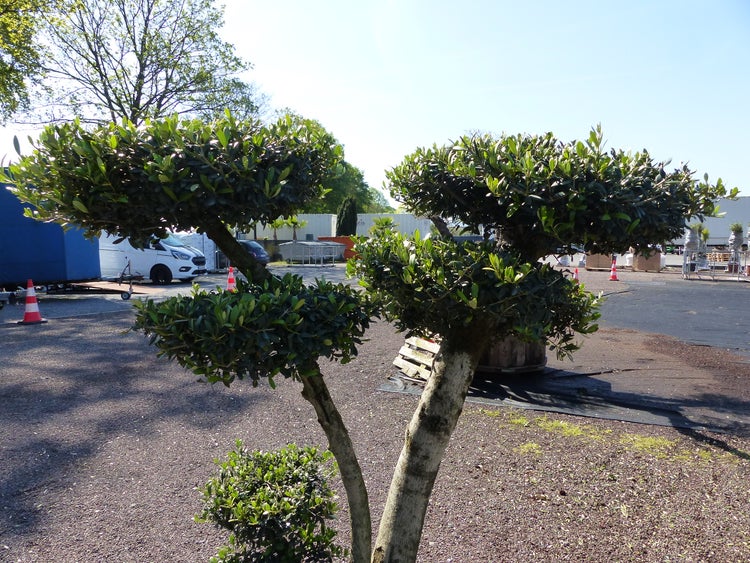 Olivenbaum 7 Pon Pon Bonsai Formgehölz Gartenbonsai Olea europaea Olive winterhart