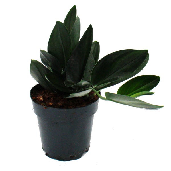 Scindapsus treubii Dark Form - schwarze Efeutute - 15cm Topf