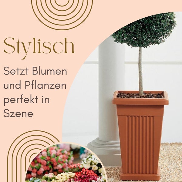 Dekorative Pflanze in einem Pflanzgefäß