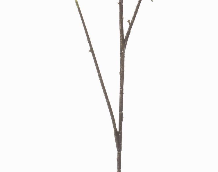 Nahaufnahme einer Kunstpflanze mit grünen runden Blättern und braunen Zweigen.