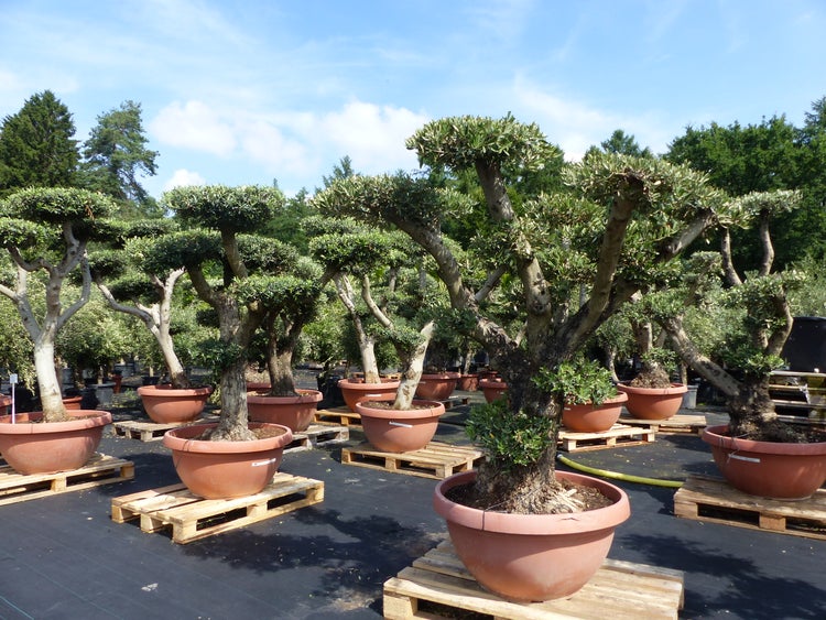 Olivenbaum Pon Pon Olive Gartenbonsai Bonsai Formgehölz, winterhart