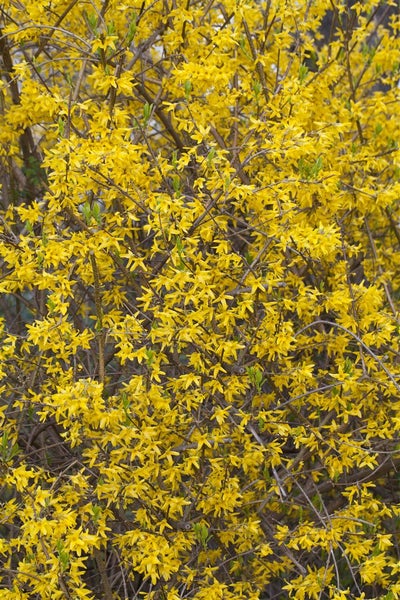 Forsythia 'Minigold', Goldglöckchen, gelb, 40–60 cm