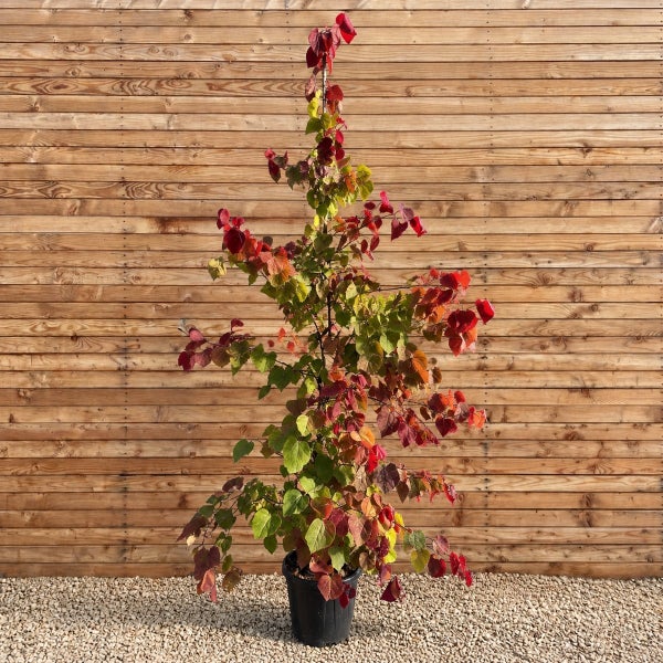 Judasbaum mit herbstlich gefärbten herzförmigen Blättern in einem schwarzen Pflanztopf vor einer hölzernen Sichtschutzwand