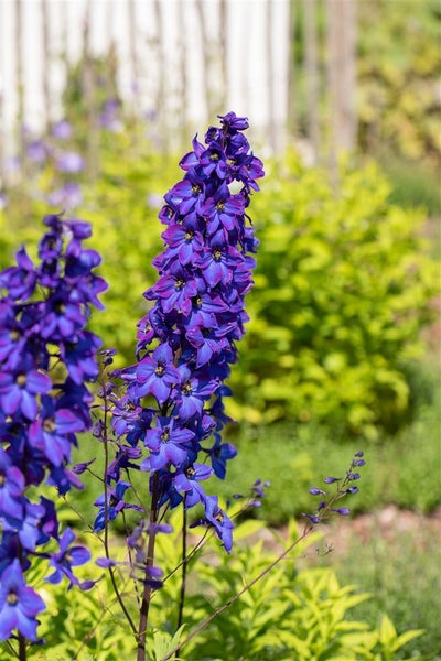 Delphinium Pacific 'Black Knight', Rittersporn, dunkelviolett, ca. 11x11 cm Topf