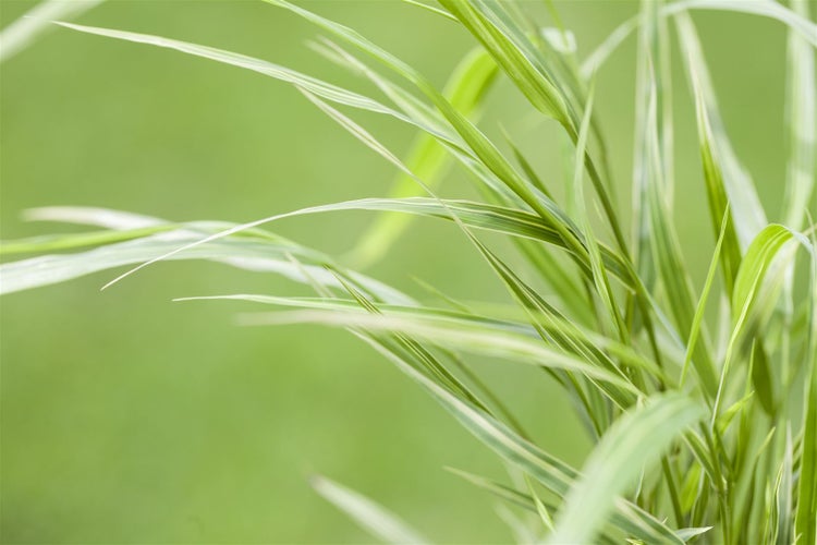 Hakonechloa macra 'Aureola', Japanisches Waldgras, gelb-grün, 2-3 L Container