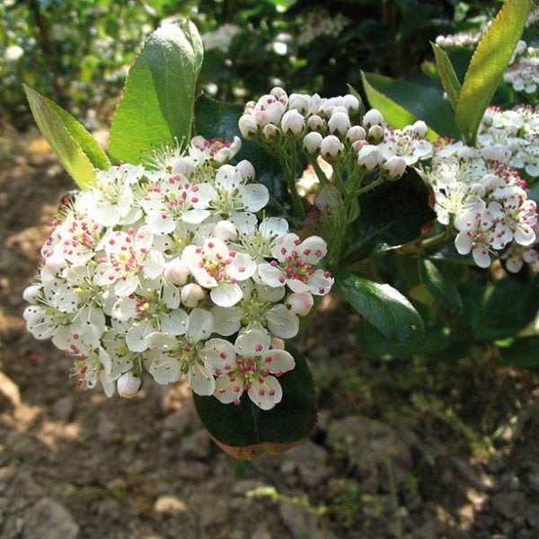 Nahaufnahme der Blüten der Apfelbeere