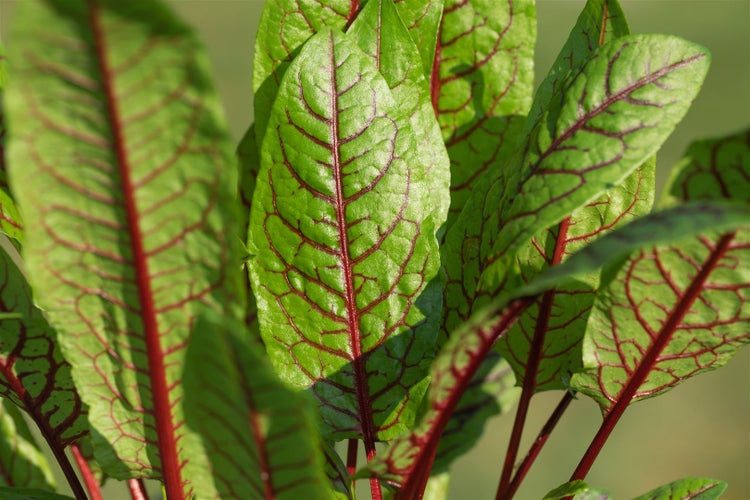 Rumex sanguineus, Blutampfer, dekoratives Laub, ca. 11x11 cm Topf