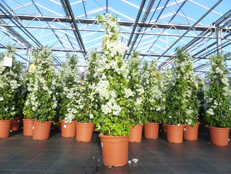 Weiße Bougainvillea Pflanzen in terrakottafarbenen Töpfen, pyramidenförmig gewachsen in einem hellen, organisierten Gewächshaus.