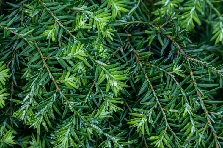 Tsuga canadensis 'Nana', Zwerg-Hemlocktanne, kompakt, 15–20 cm