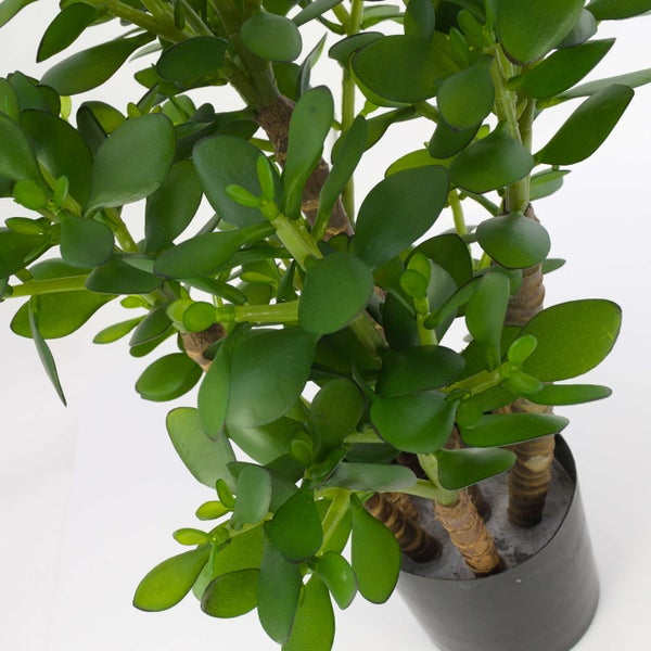 Geldbaum Crassula ovata mit fleischigen Blättern und verholzten Stämmen im Pflanztopf.