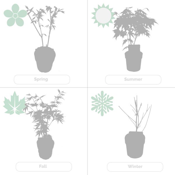 Bloomique - Acer Palmatum Orange Dream - Japanischer Ahorn - Orangefarbenes Laub - Gartenpflanzen - Winterhart - 20-30 cm Hoch - Topf 10,5 cm