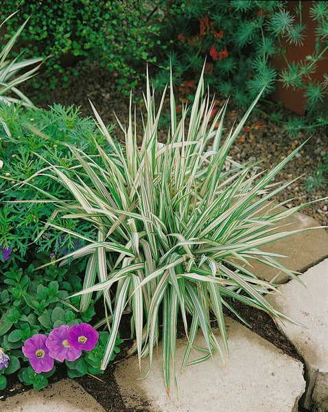 Phalaris arundinacea 'Feesey', Buntes Rohrglanzgras, ca. 12 cm Topf