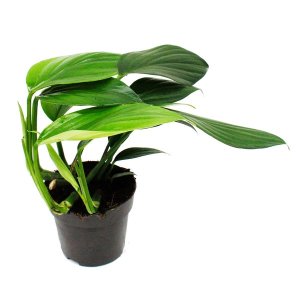 Philodendron Dragon Tail - Rhaphidophora decursiva- Drachenschwanz Baumfreund - 12cm Topf