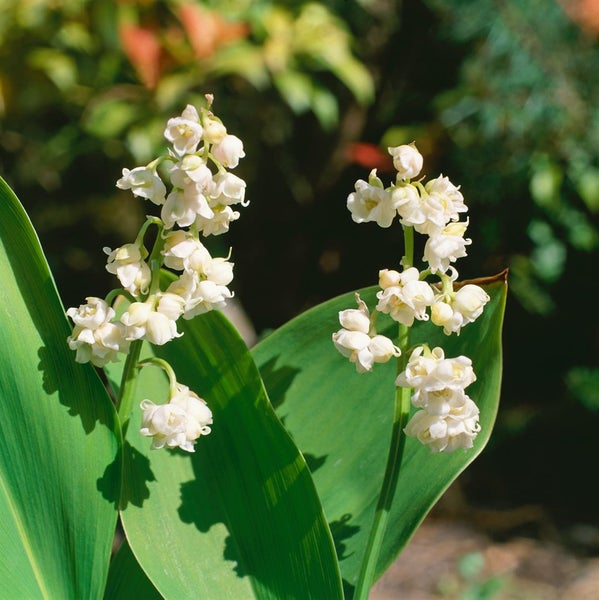 Convallaria majalis 'Pleniflora', Maiglöckchen, gefüllt, ca. 9x9 cm Topf