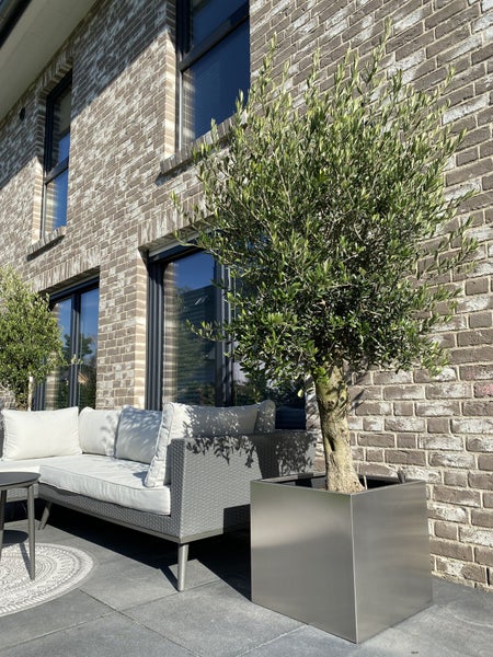 Moderner Terrassenbereich mit grauem Geflechtsofa, hellen Kissen und Olivenbaum in quadratischem Edelstahl-Pflanzgefäß vor einer Ziegelwand.