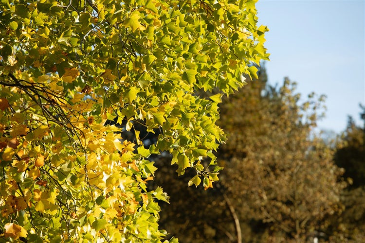 Herbstliche Baumkrone mit gelb gefärbten Blättern im Sonnenlicht